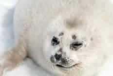 Spotted seal pup seen during today's tagging.